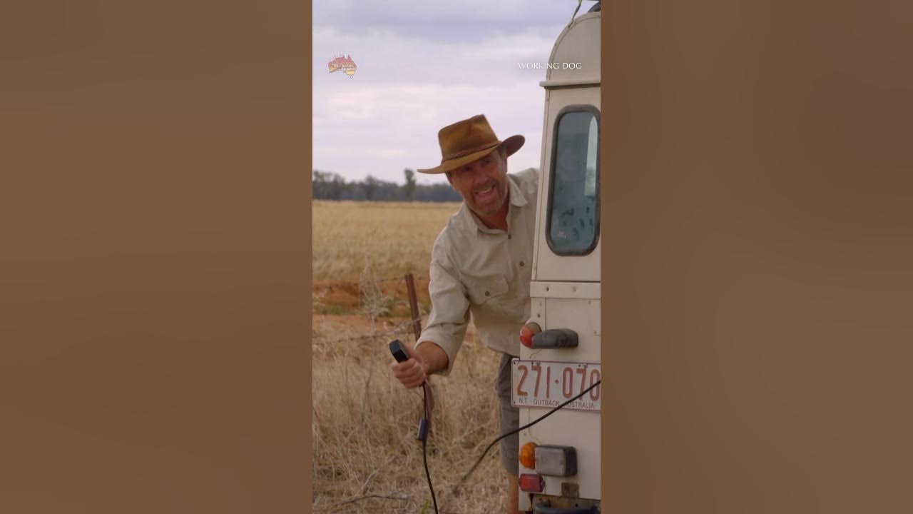 How To Get Rid Of Rabbits 🐰 All Aussie Adventures shorts YouTube