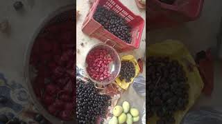Farm-fresh fruits shared with workers by a thoughtful employer who values health & natural goodness.