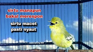 Suara Sirtu Gacor Memanggil Lawan,Pancingan Sirtu Macet Bunyi Paling Ampuh