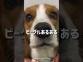 ビーグルあるあるコメント欄で教えてね♡ #ビーグル#ビーグルのいる暮らし#ビーグル大好き#ビーグルの生活#ビーグル#ビーグルあるある#beagle #犬 #犬のいる暮らし #愛犬 #わんこ #犬バカ