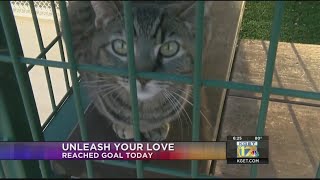 'Unleash Your Love' within reach of its goal toward new nursery for puppies and kittens at Bakersfie