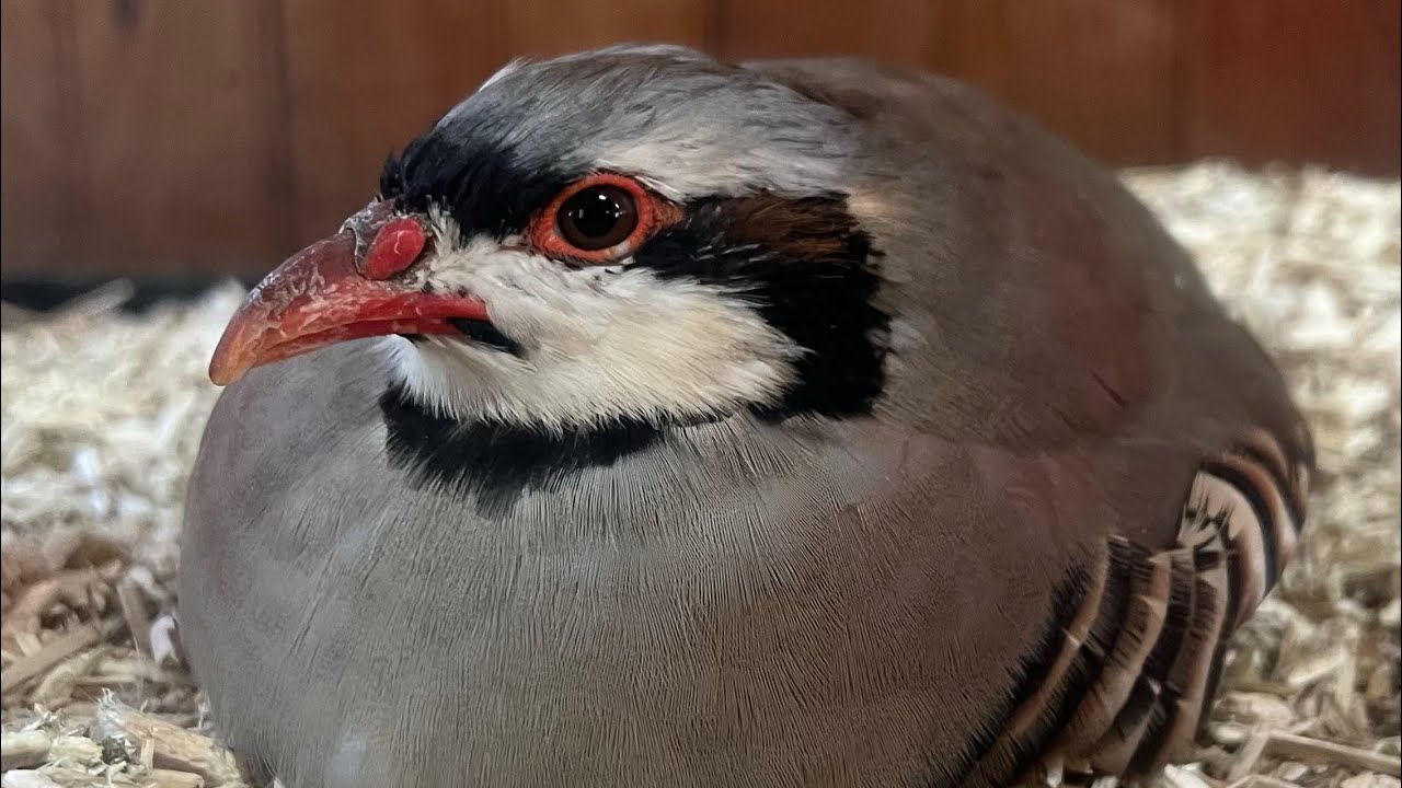 Lets Talk About Beep Beep  My Chukar Partridge