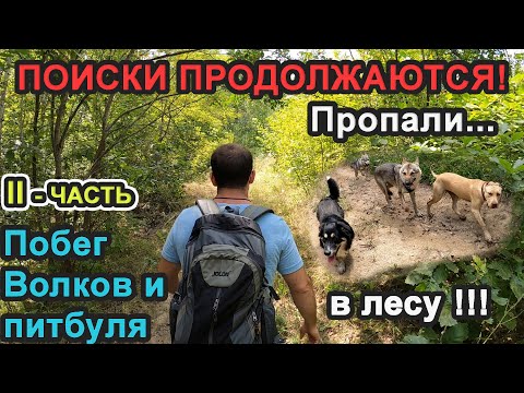 Видео: Побег в лес с собственным комплектом для бревенчатой хижины