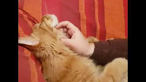 Pourquoi Mon Chat Est Agressif Envers Moi Pourquoi Mon Chat Est Agressif Envers Moi