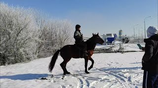 Рынок Лошадей, Урус-мартан. 21.02.21г. Чечня.