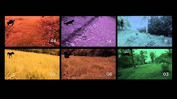 Critical Flicker Fusion Frequency