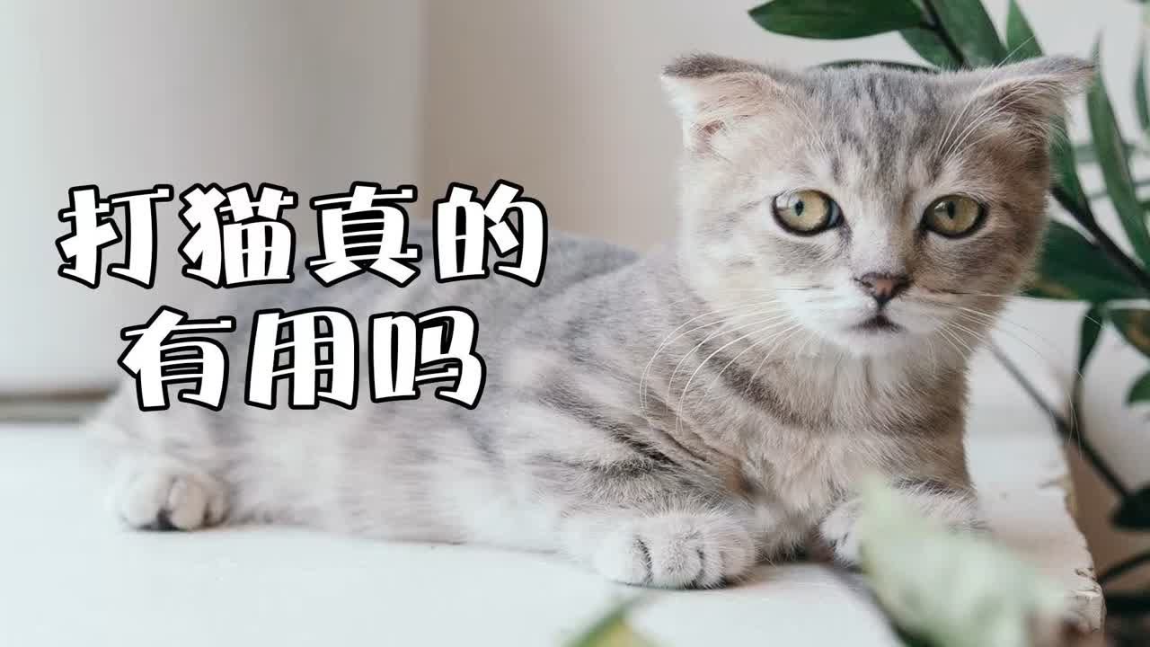 不听话的猫打一顿就好是真的吗？ - YouTube