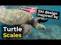 Turtle scales | Sea turtles in the Alps? Ski design inspired by turtle scales!