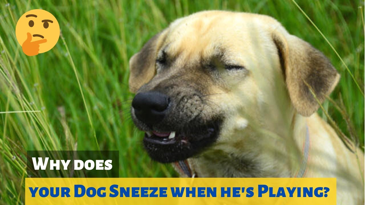 why do dogs sneeze when they play fight