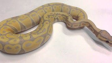 Morphs 101 - Advent Day 17 (Banana)