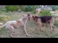 THE World Most Funniest Dogs Of May 2025 This Dogs Will Open Your Laugh Automatically 4k THE World Most Funniest Dogs Of May 2025 This Dogs Will Open Your Laugh Automatically 4k