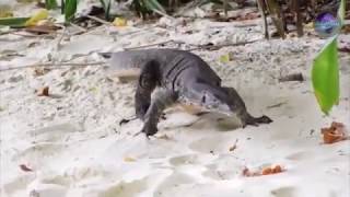 Monitor Lizard Goes Swimming On The Beach