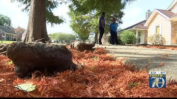 Contact 9: Cypress tree knees take over woman’s yard