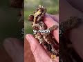 Este increíble animal es el lagarto cornudo