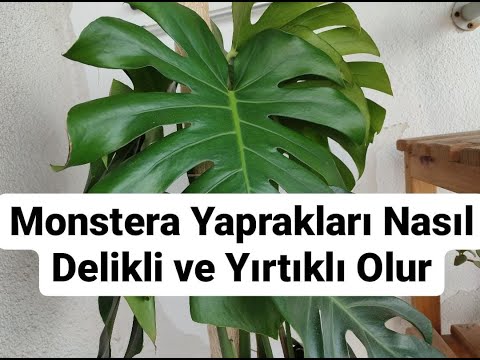 Deve Tabanı (Monstera) Bakımı, Çoğaltılması, Şekil Bozukluğu, Yaprakların Delikli Olması