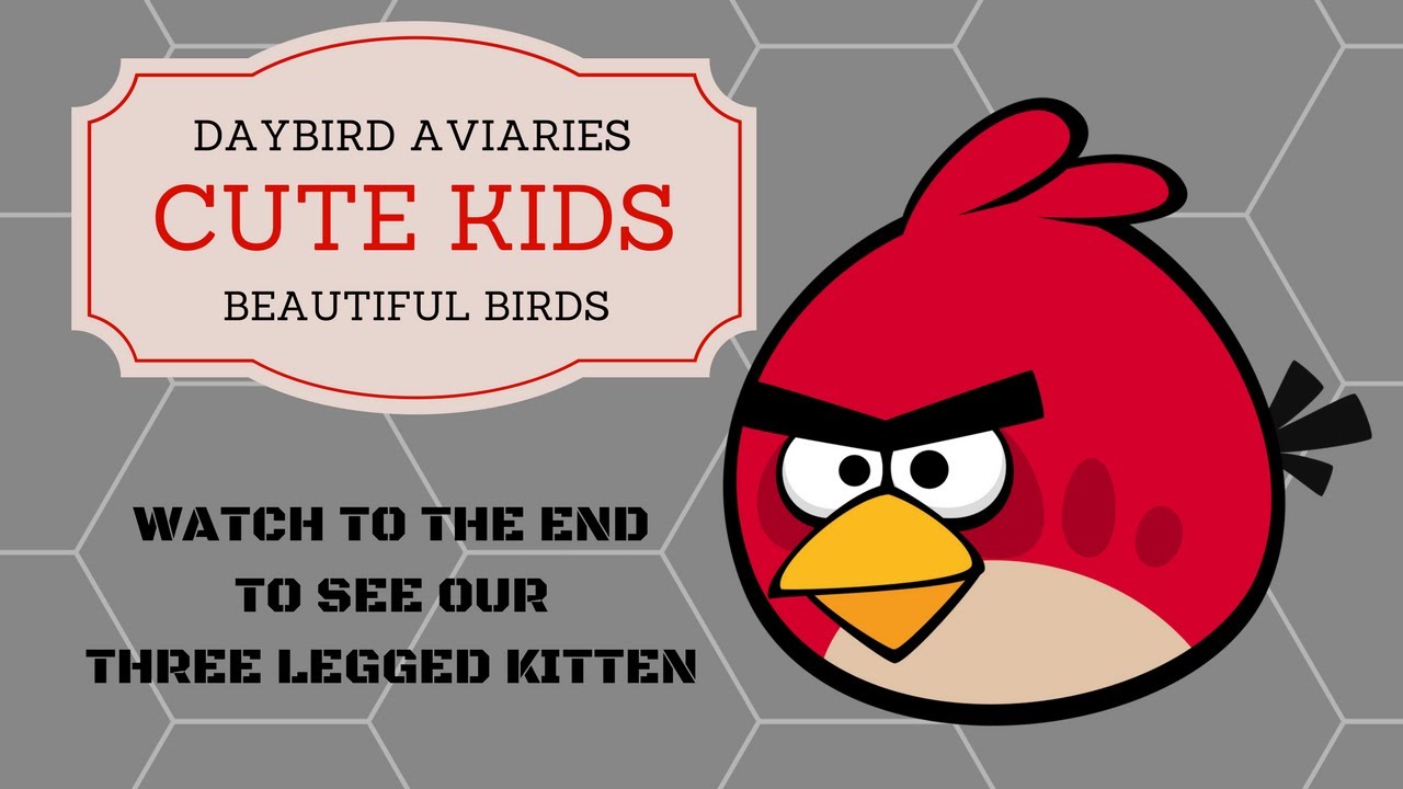 cherries benefits of eating Cute Kids, Beautiful Birds, and a Three Legged Kitten