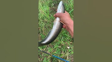 Trình tày vlog câu lure cá lóc câu cá giải trí #6 #shorts #fishing #cauca #vlog