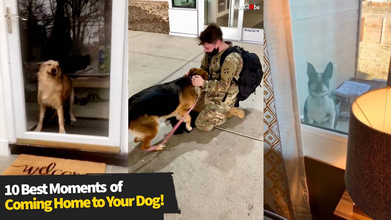 10 Best Moments Dogs Greeting Their Owners! 🐶 😀 YouTube