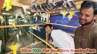 700 Pair Budgies Parrot To 7000 Pair Small Birds Breeding Setup Progress.