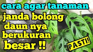 cara agar tanaman janda bolong daunnya berukuran besar