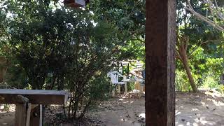 Birdoj en vintro (Passarinhos no inverno)