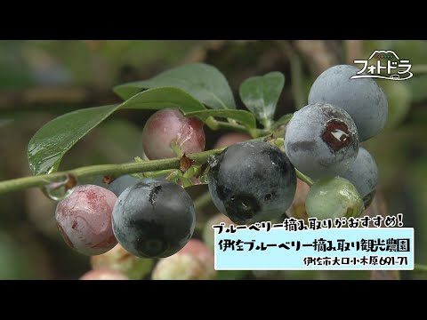 伊佐ブルーベリー摘み取り観光農園の紹介動画サムネイル