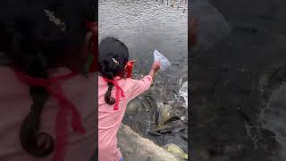 बाह्रकुने दह घोराही, दाङ - Fish Farming in Barhakune Daha, Ghorahi Dang Barhakune Daha Dang Ghorahi