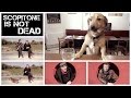 Capture de la vidéo Scopitone N°89 - Lenine Renaud "Mon Pote Et Mon Chien"