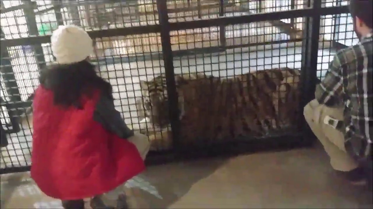 Izzy Injection Training