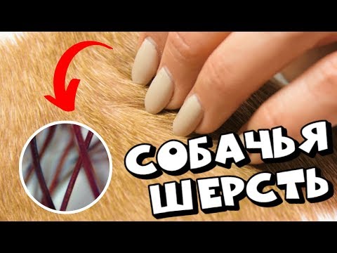 ШЕРСТЬ СОБАКИ - СТРОЕНИЕ, ОСОБЕННОСТИ И УНИКАЛЬНЫЕ СВОЙСТВА