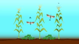 Celebrity Climate-smart Push-pull System for Stem Borer Management in Maize in Swahili (Kenya) Wealth