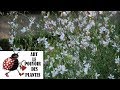 Tuto jardin gaura lindheimeri photos de fleurs et de plantes vivaces