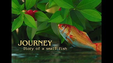 CGI 3D Animated Movie "Journey" | Story of a small fish | Blender animation movie | Kids