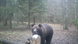 Медведь. 5-6 летний самец, весом около 200 кг.