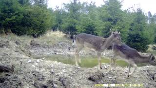 MLADÝ DANĚK S DANĚLOU 1  #wildlife #forest #nature ##příroda #česká republika#trailcamera#woods