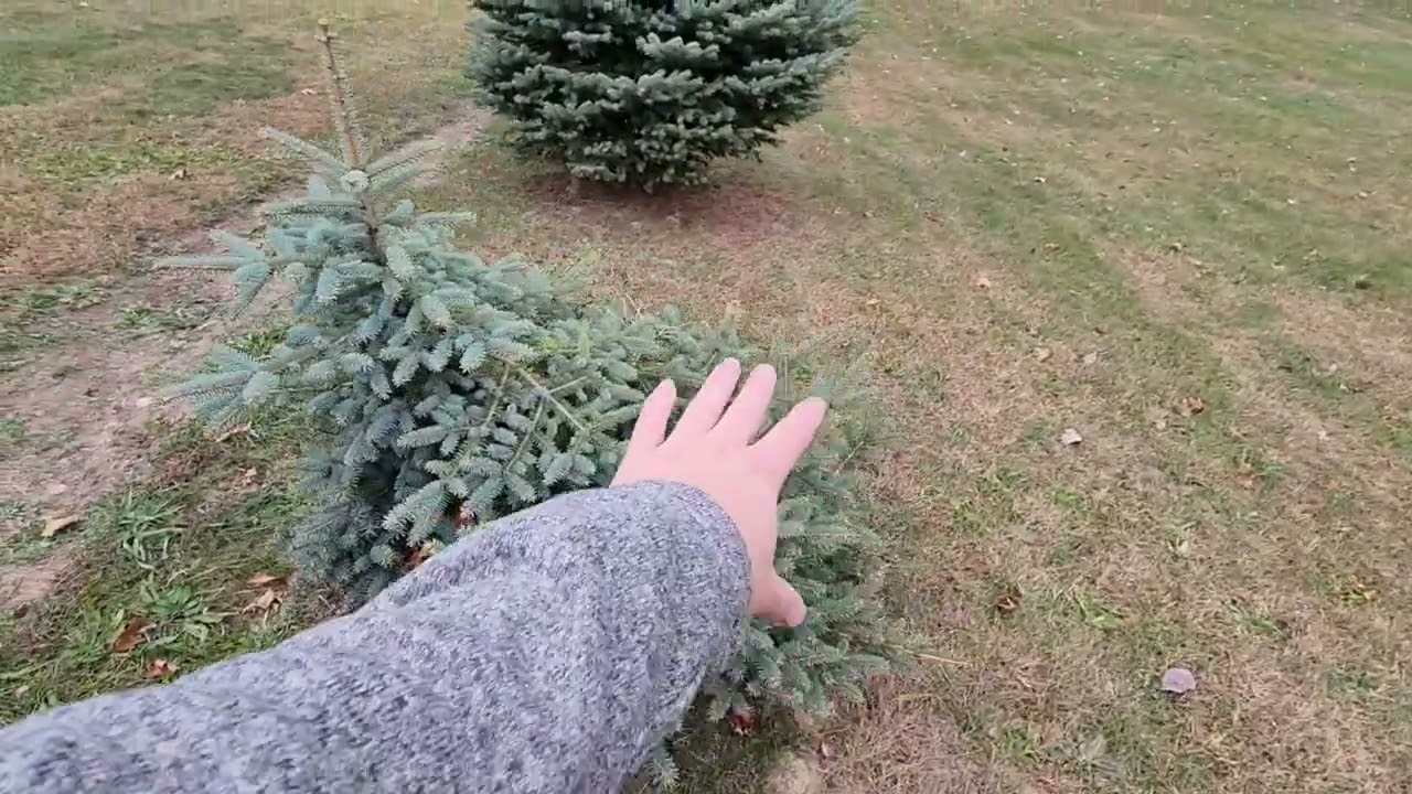 30.10.2022 — 9-летний обзор посаженных мной колорадских голубых елей