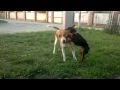 Цвергпинчер и Эстонская гончая(Miniature Pinscher and the Estonian Hound)