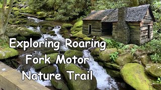We Saw A Mama Bear & Cubs On Our Drive Thru Roaring Fork Motor Nature Trail In Gatlinburg!