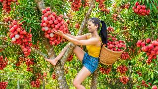 Harvesting Lychees in a Large Orchard to Sell | The Sweetest Lychees of the Season