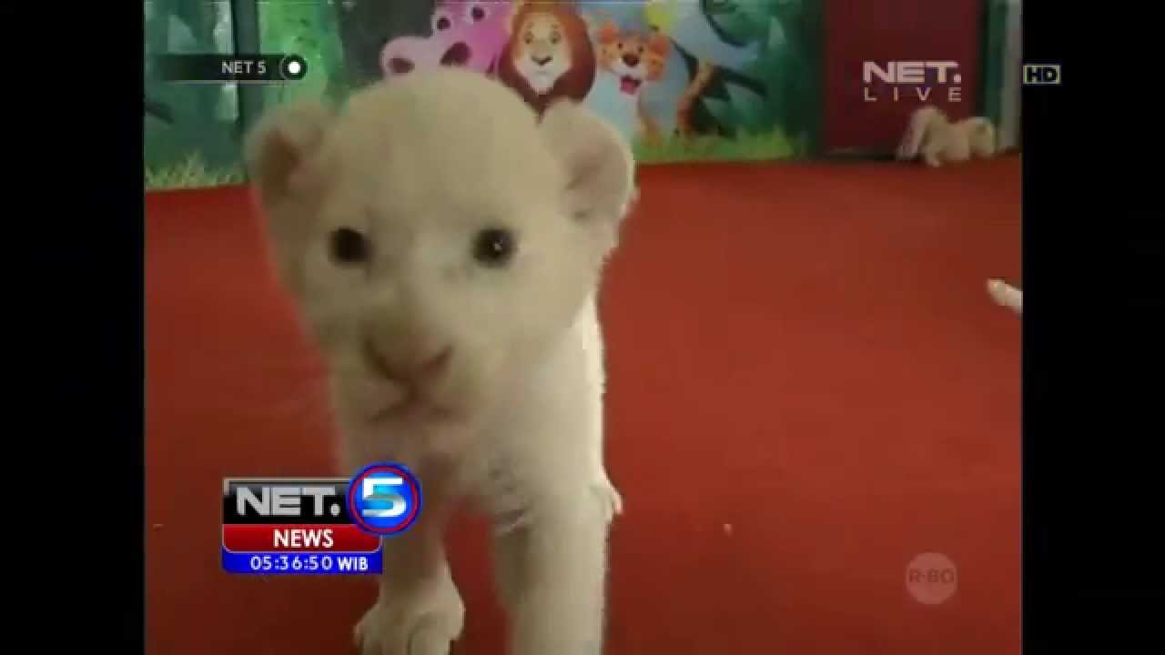 NET5 - Penampilan lucu bayi bayi singa dan harimau - YouTube