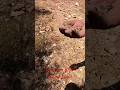اعادة فراخ طيور الحجل لطبية