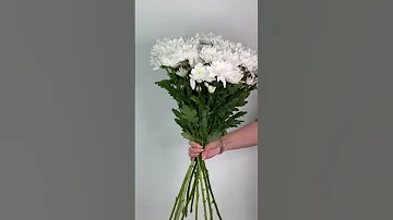 Хризантема  кустовая белая