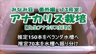 番外編 春まで必要なアナカリスを栽培せよ レイアウト変更 Youtube
