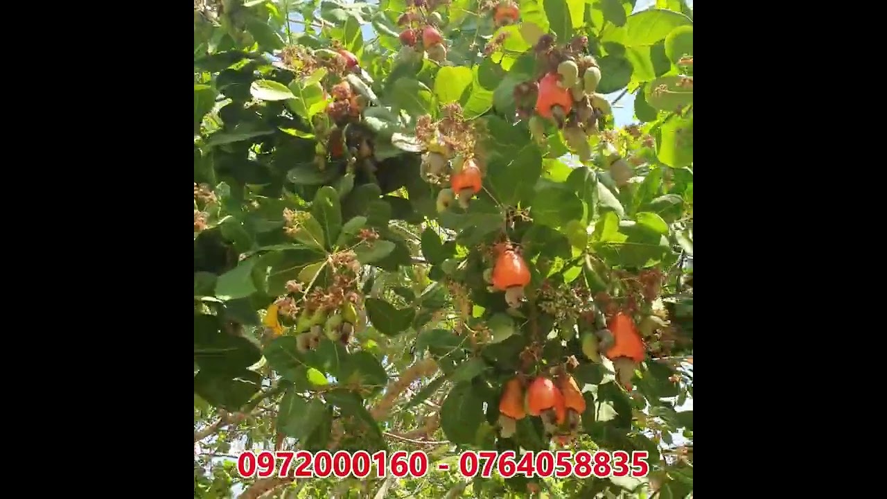 ចន្ទីនៅតំប៉ន់ 95 ខេត្តកំពង់ធំ 0972000160 - 0764058835