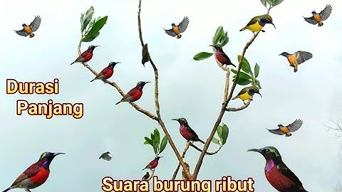 suara pikat burung kecil ribut paling ampuh