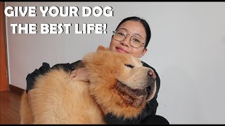 8 Tips to make your CHOW CHOW OR DOG LIVE LONGER by funneimom 531 views 1 year ago 7 minutes, 19 seconds