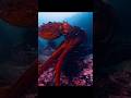 Octopuses are so AMAZING! 🐙 #animals
