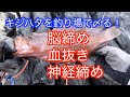 釣り場での魚の締め方「脳締め→血抜き→神経締め」まで。（キジハタ編）Grouper Ikejime