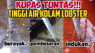Tinggi Air Kolam Lobster, Auto Paham‼️ Budidaya Lobster Air Tawar Pemula🦞🦞