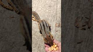 squirrel close chipmunk came & eat #squirrel #squirrels #toronto #trending #viral #shortsviral #vlog